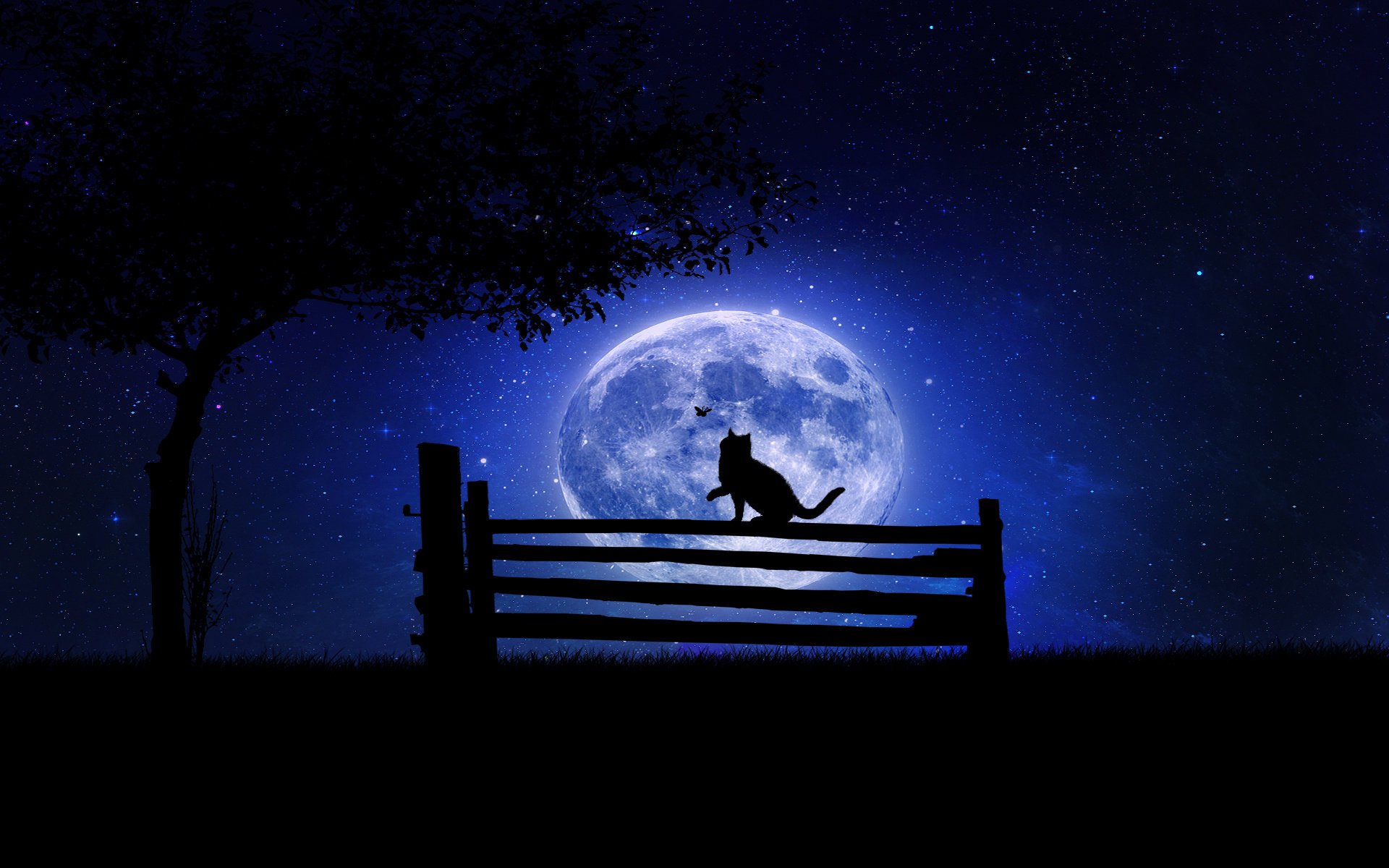 nuit chat arbre banc lune