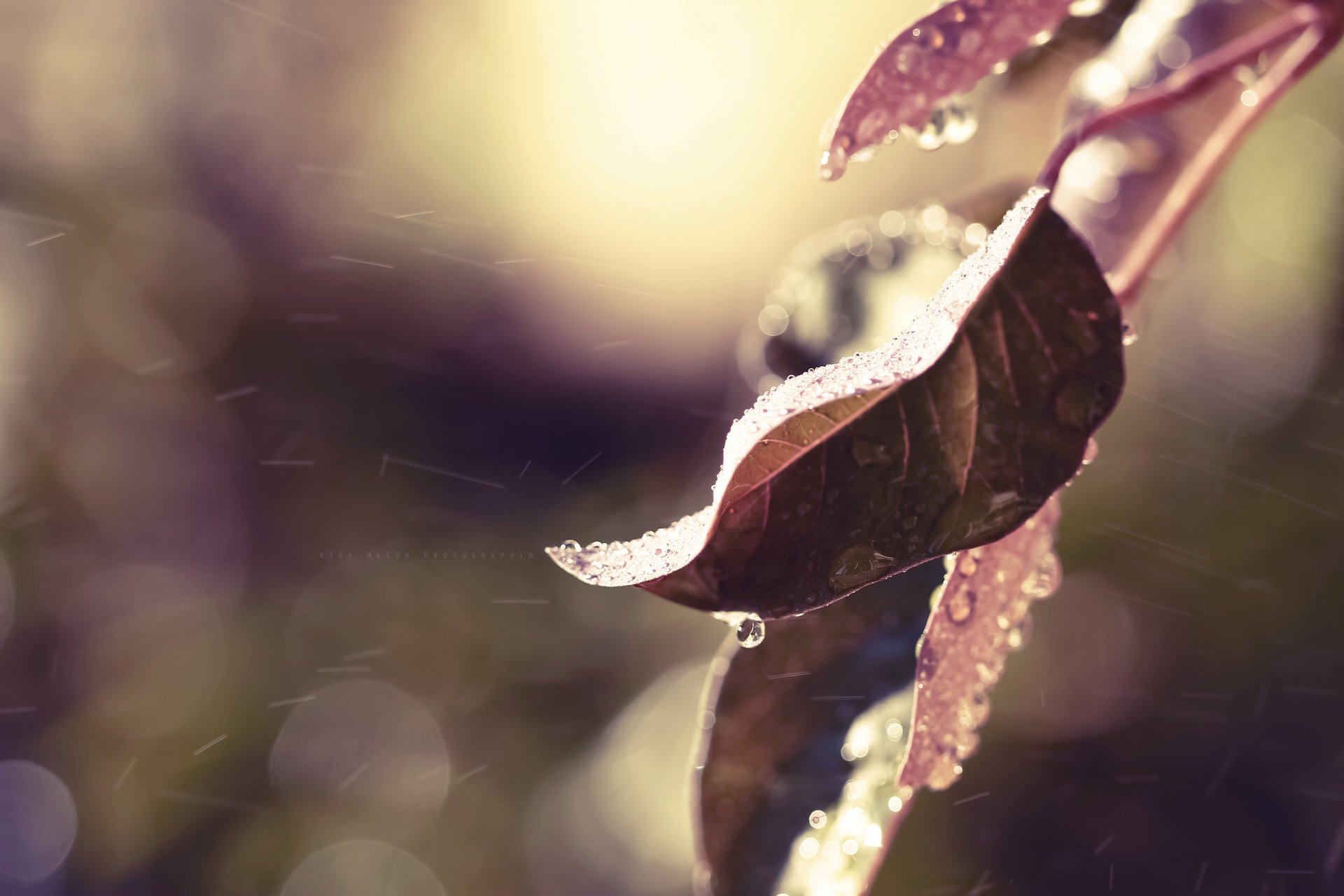 leaves drops branch autumn water rain nature color