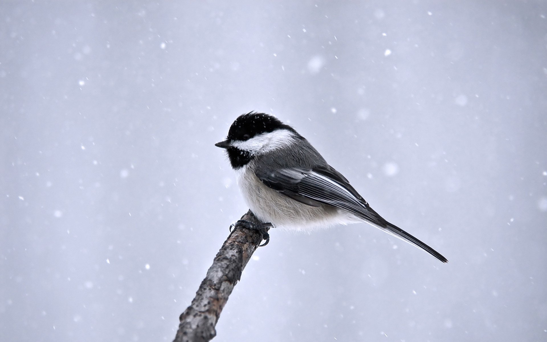 vogel minimalismus zweig schnee meise winter