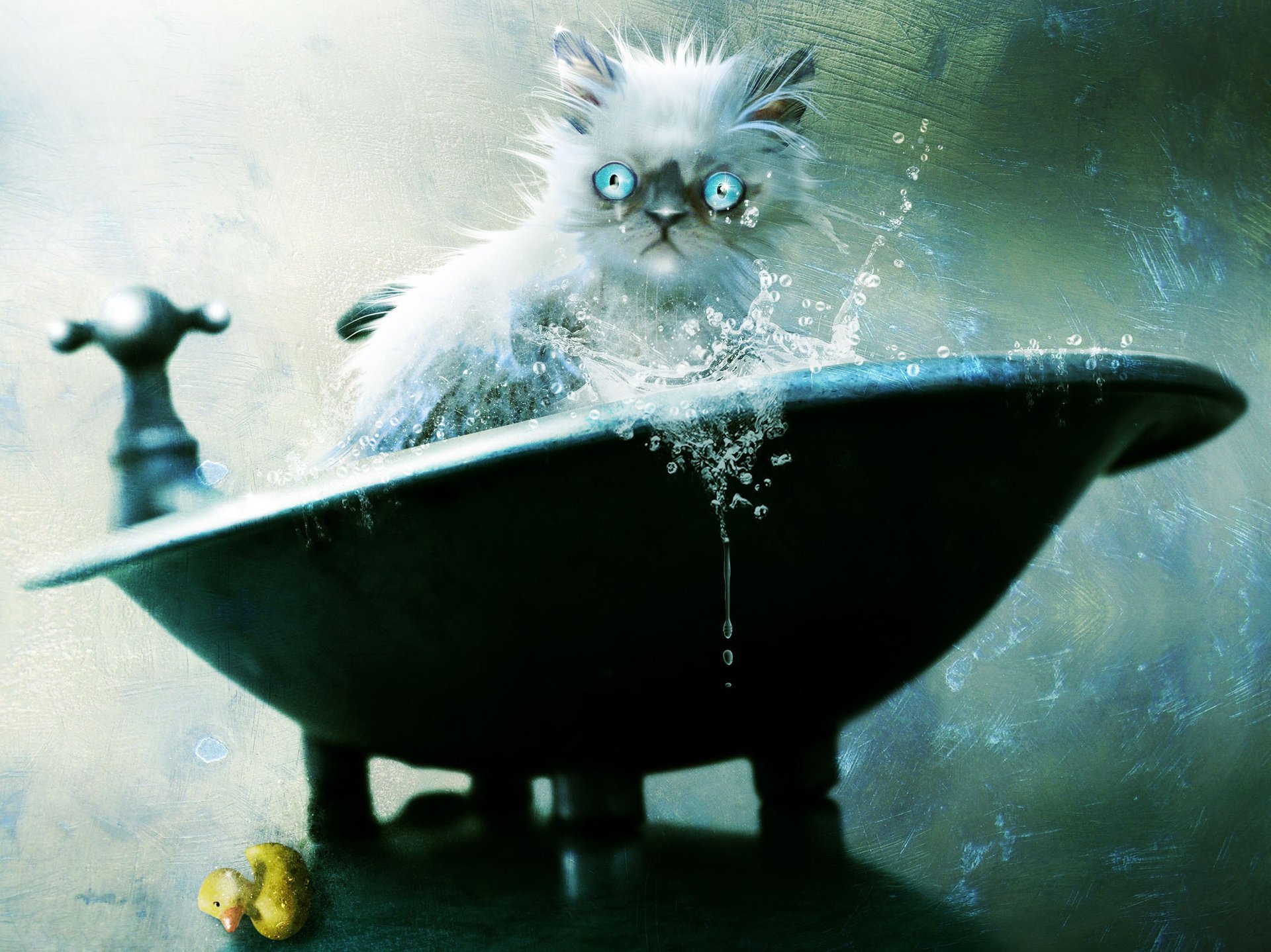 vacuumslayer cat bathing wet cat kote bath art