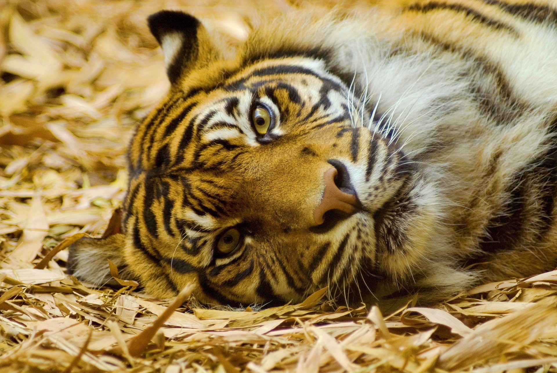 tiger schnauze liegt schaut blick schnurrbart