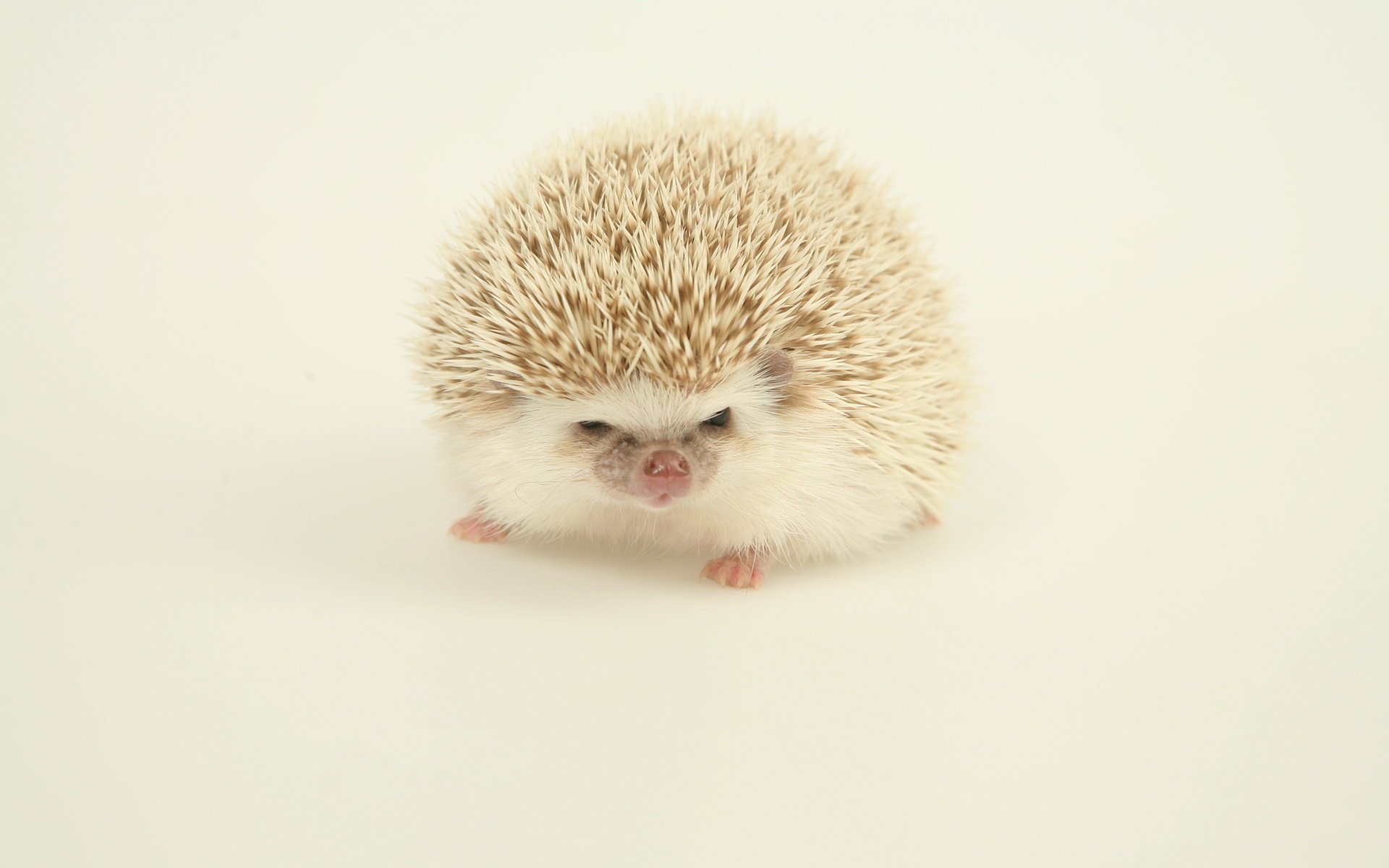 hedgehog background light