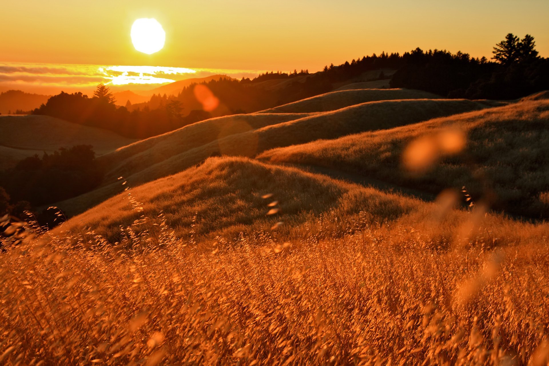 coucher de soleil éblouissement herbes californie océan collines soleil