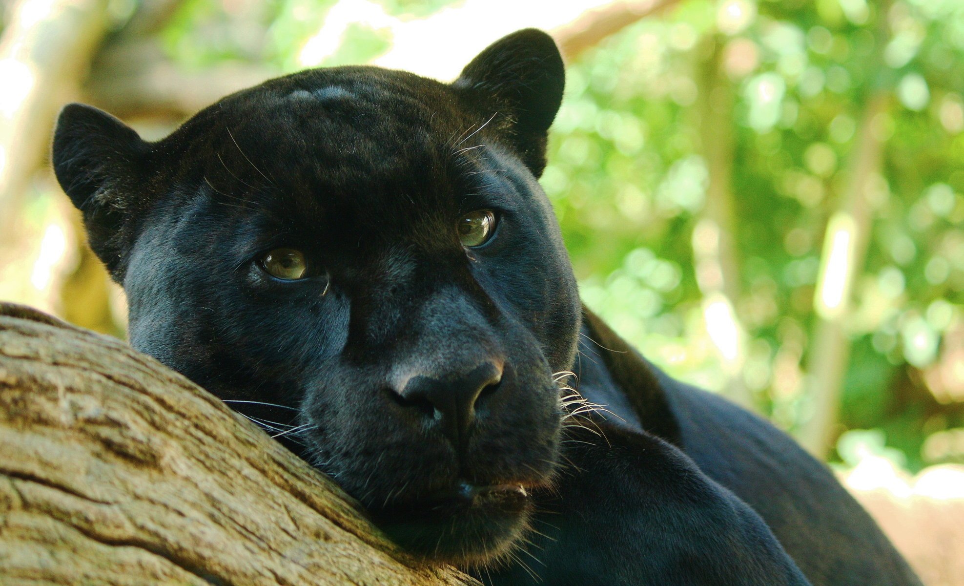 наблюдает пантера panthera onca хищник ягуар лежит