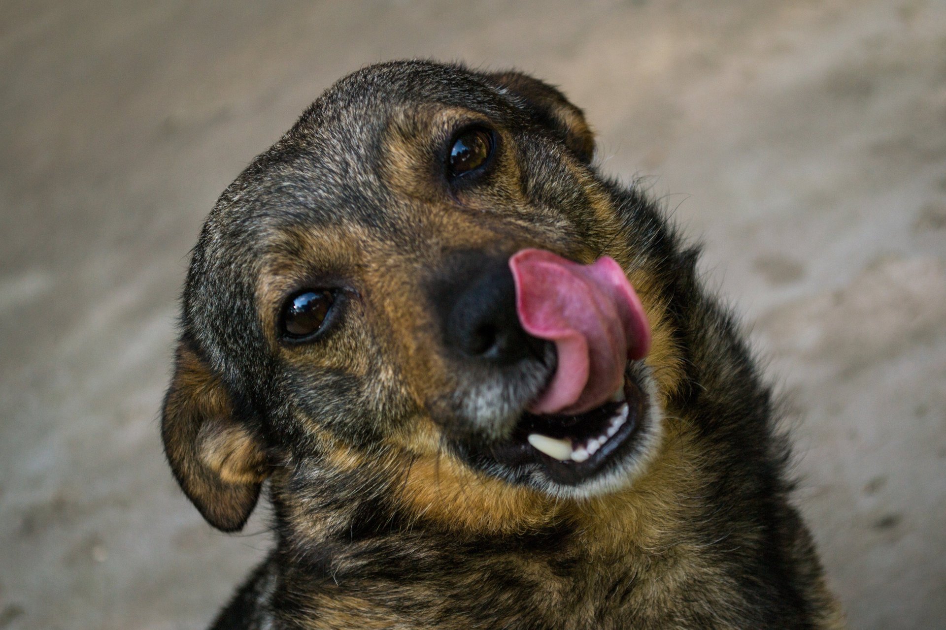 milota guau-guau perro lengua ojos