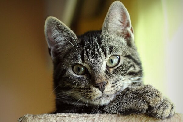 Eine nachdenkliche graue Katze, die ihren Kopf auf die Vorderbeine legt