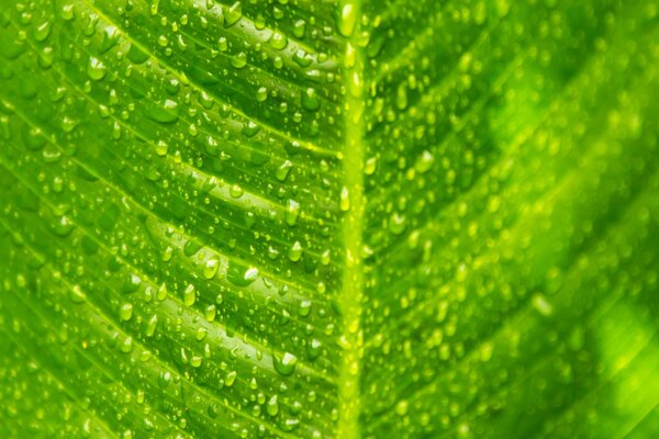 A sheet with raindrops in the camera lens