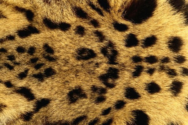 Leopard fur for desktop background