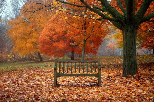 A bench in the autumn park among the foliage