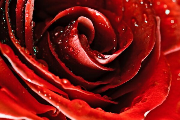 Blütenblätter einer roten Rose mit Tau