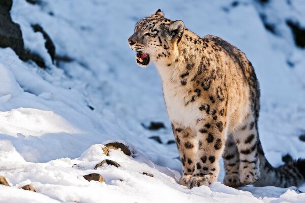 Leopardo delle nevi ringhiante su un pendio di montagna innevato