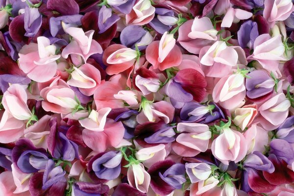 Eine Streuung von lila rosa und weißen Blütenblättern