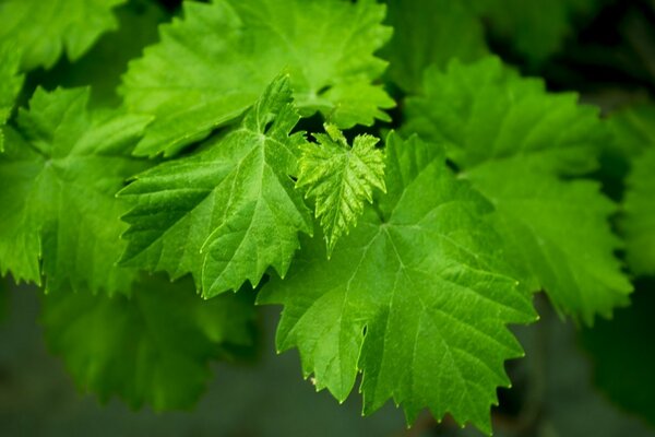 Fond noir verdure été