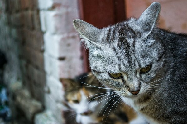 Два сидящих кота смотрят в одну точку