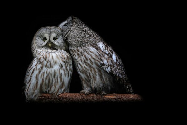 A pair of owls sitting on a branch on a black background