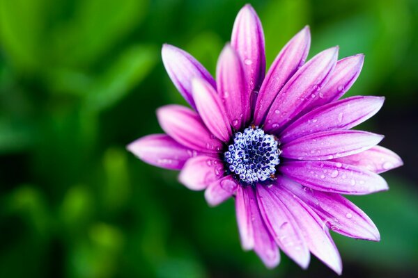 Morgenblume, helle Farben des Sommers