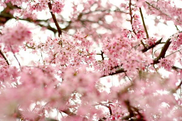 Delicate flowers of the sakura tree through the pure sky