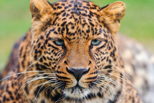 Mirada profunda y hermosa del leopardo