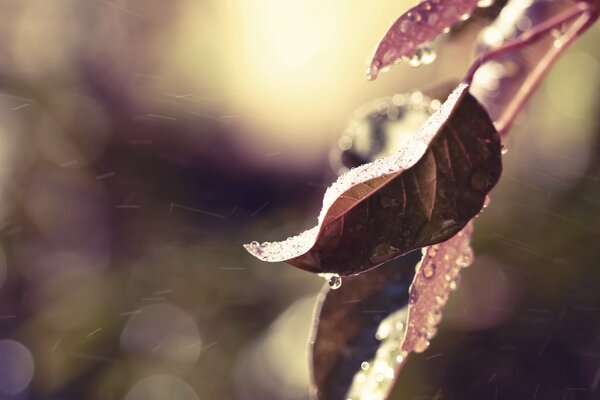 Blatt auf einem Ast mit Wassertropfen