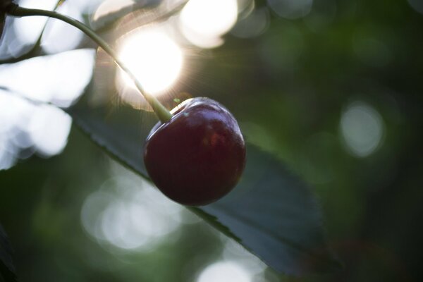 Photo of cherries in the vicinity in the rays of sunset