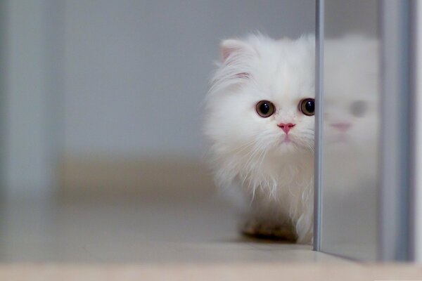 Chaton blanc furtivement derrière la porte en verre