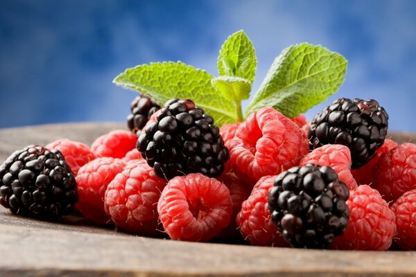 Habitantes del bosque frambuesas con moras