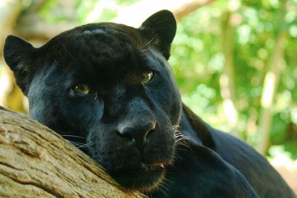 Black panther head lying on a tree