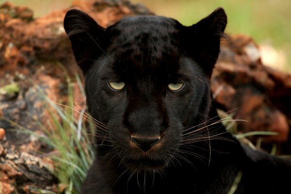 A big black panther with slightly closed eyes