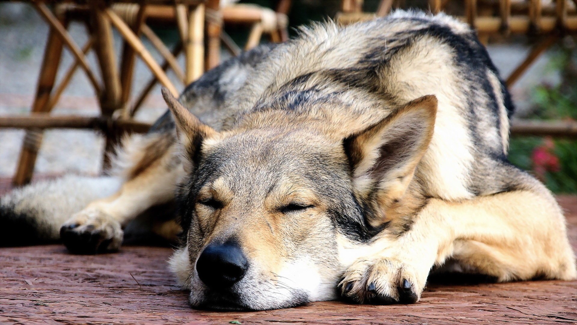 cane amico sfondo