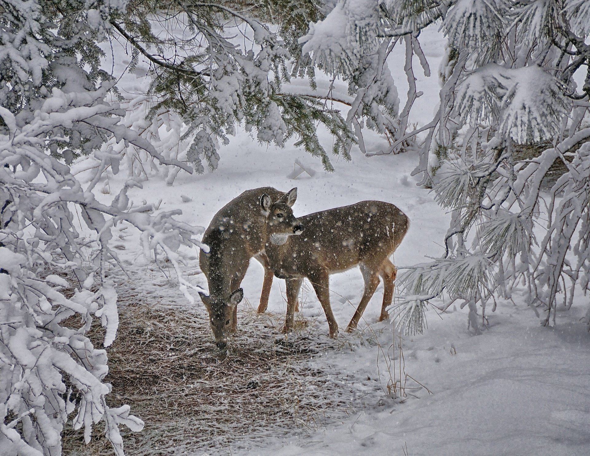 deer winter snow