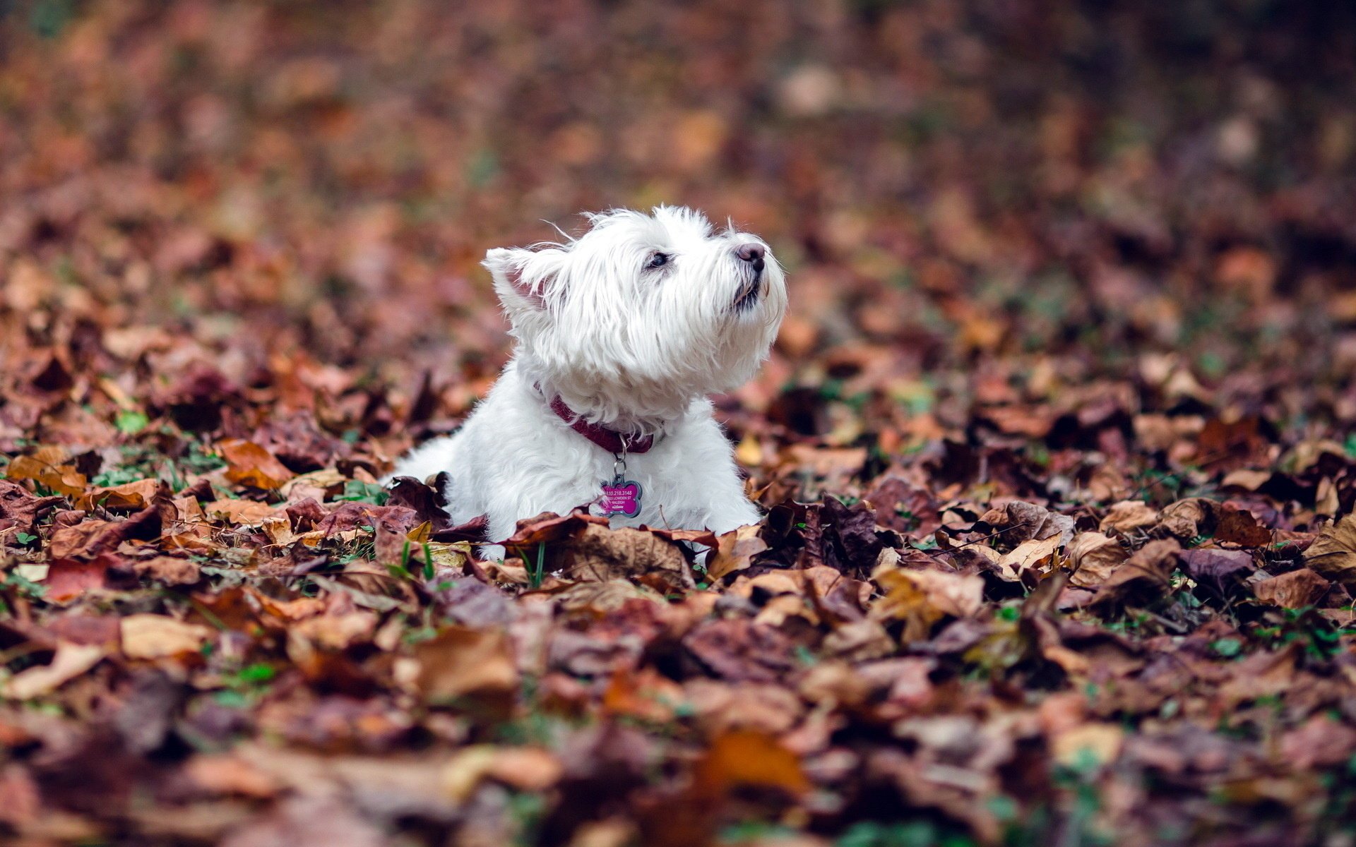 cane foglie autunno