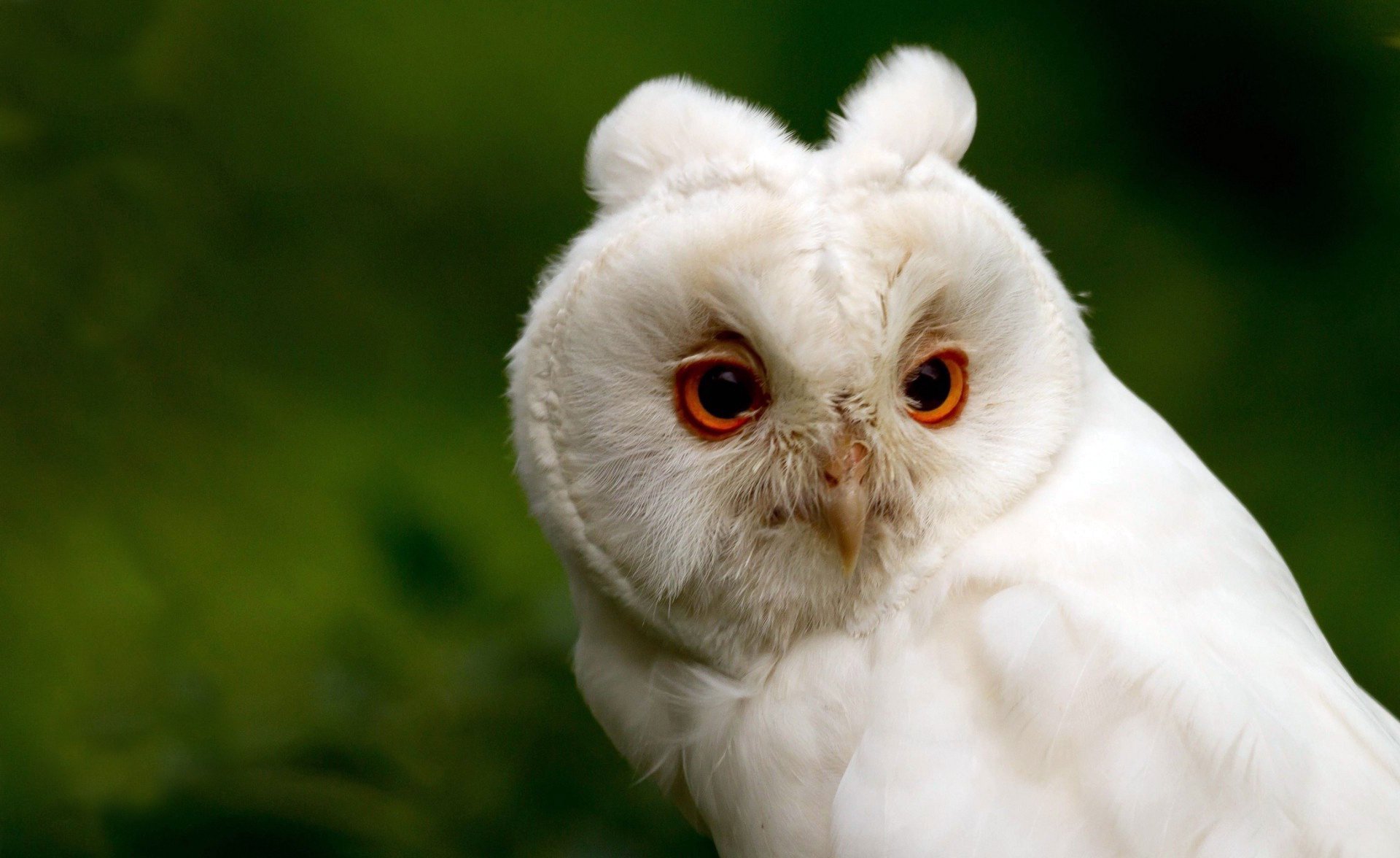 owl green head white eyes beak background