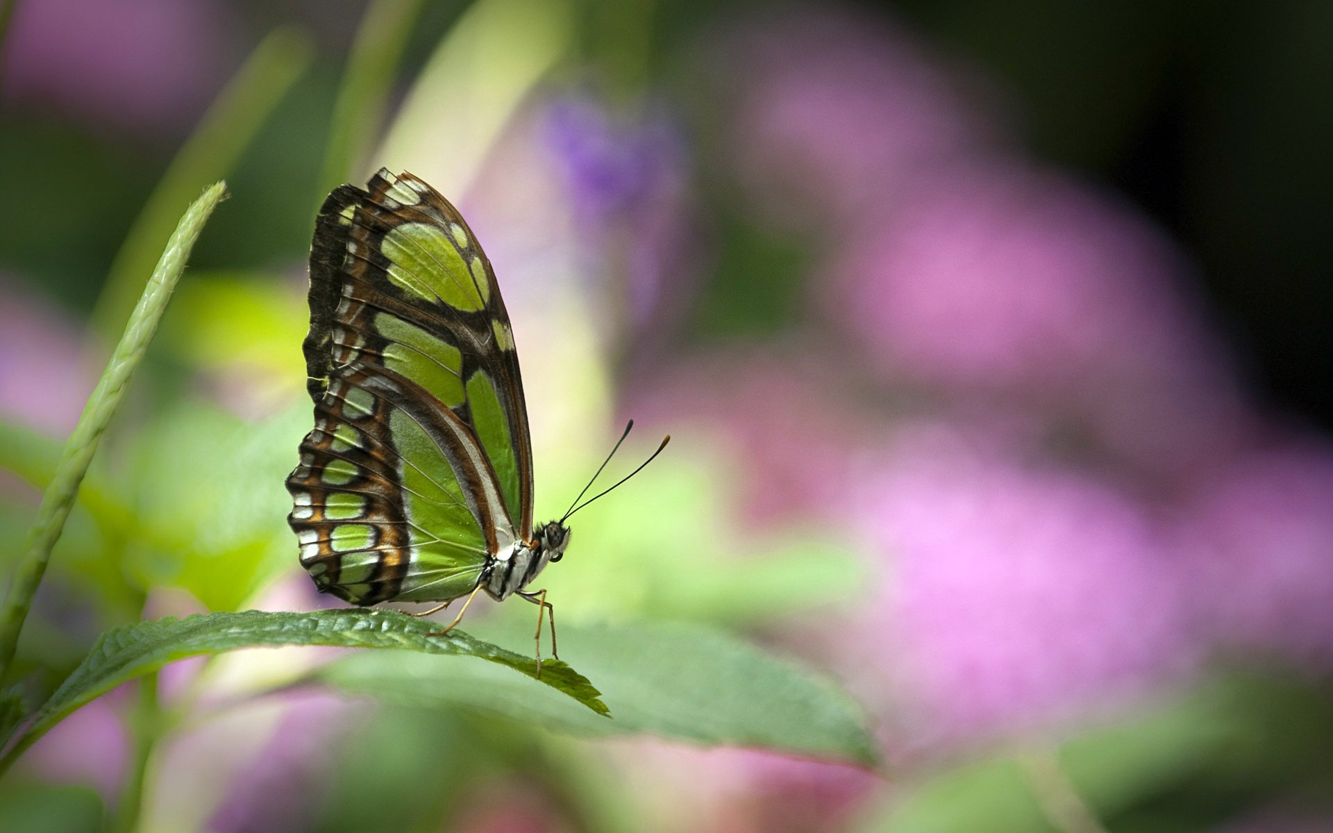 butterfly green beautiful