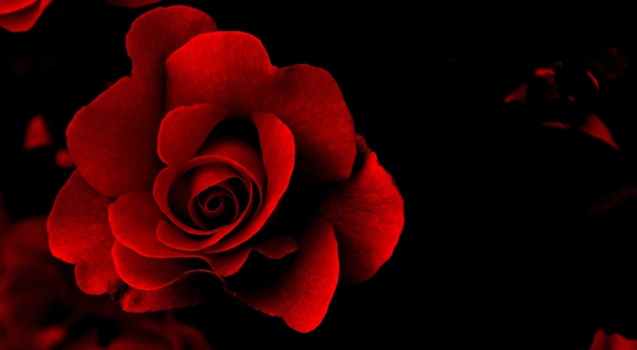 rose rouge fond noir