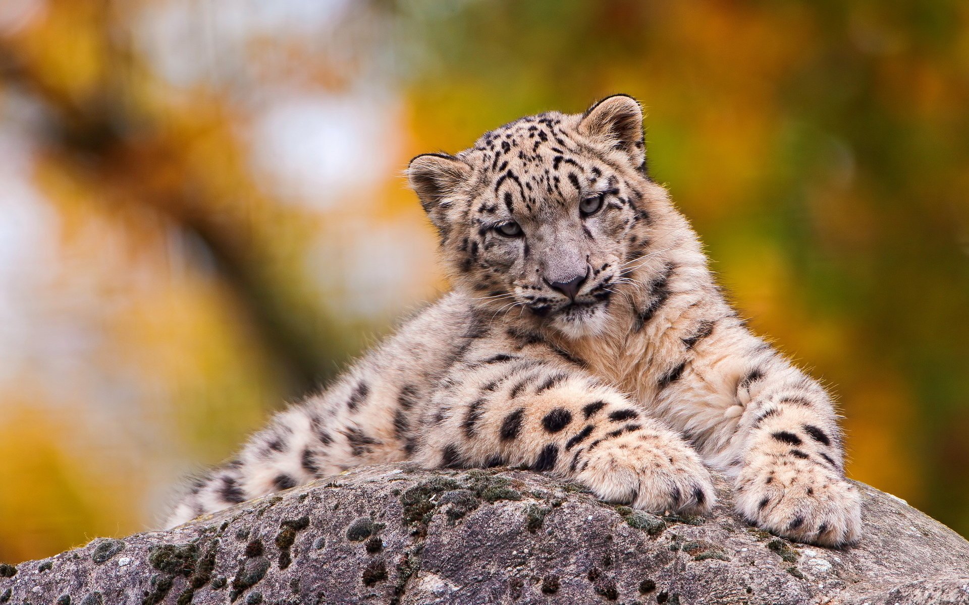 leopardo de las nieves miente mirando cara irbis triste