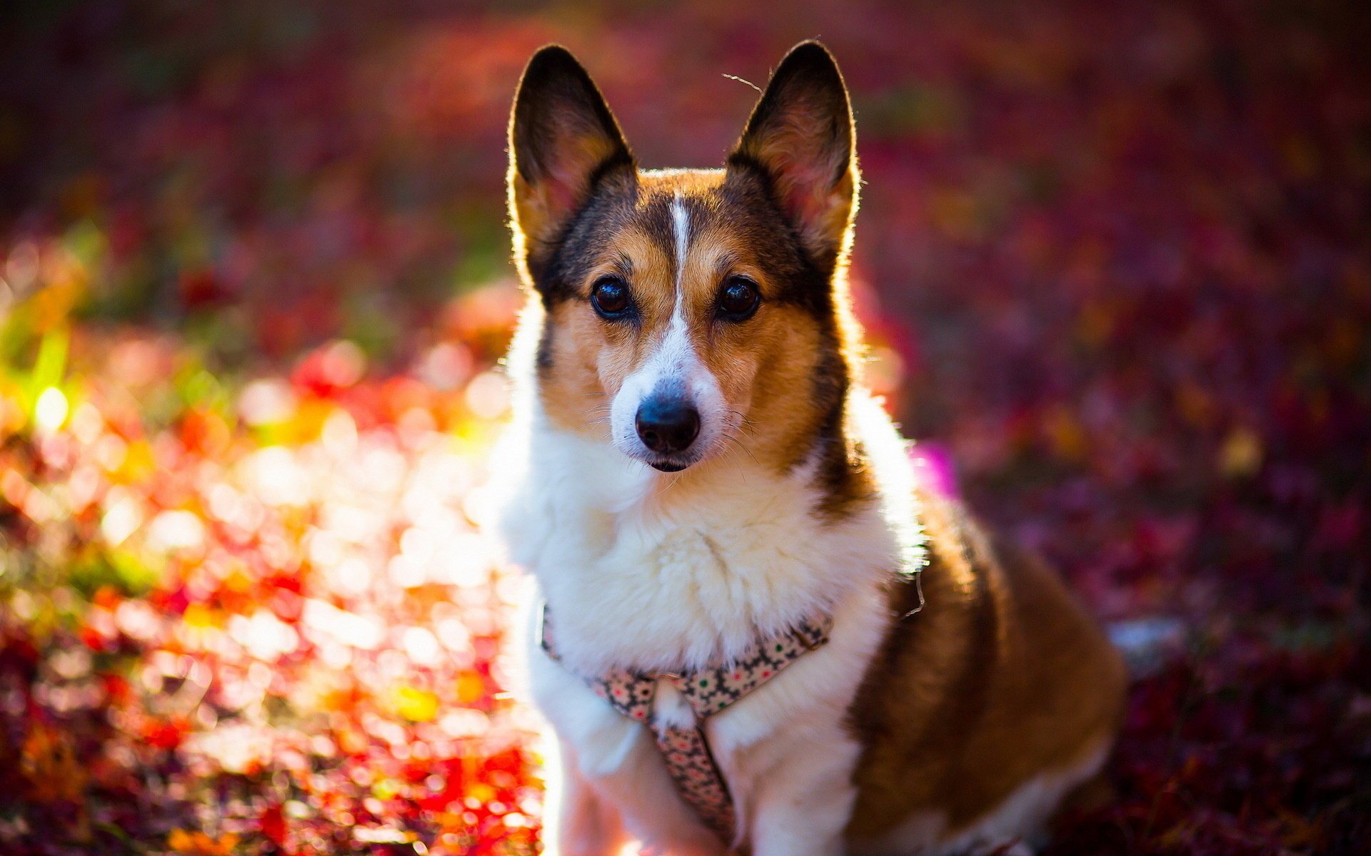 hund blick freund