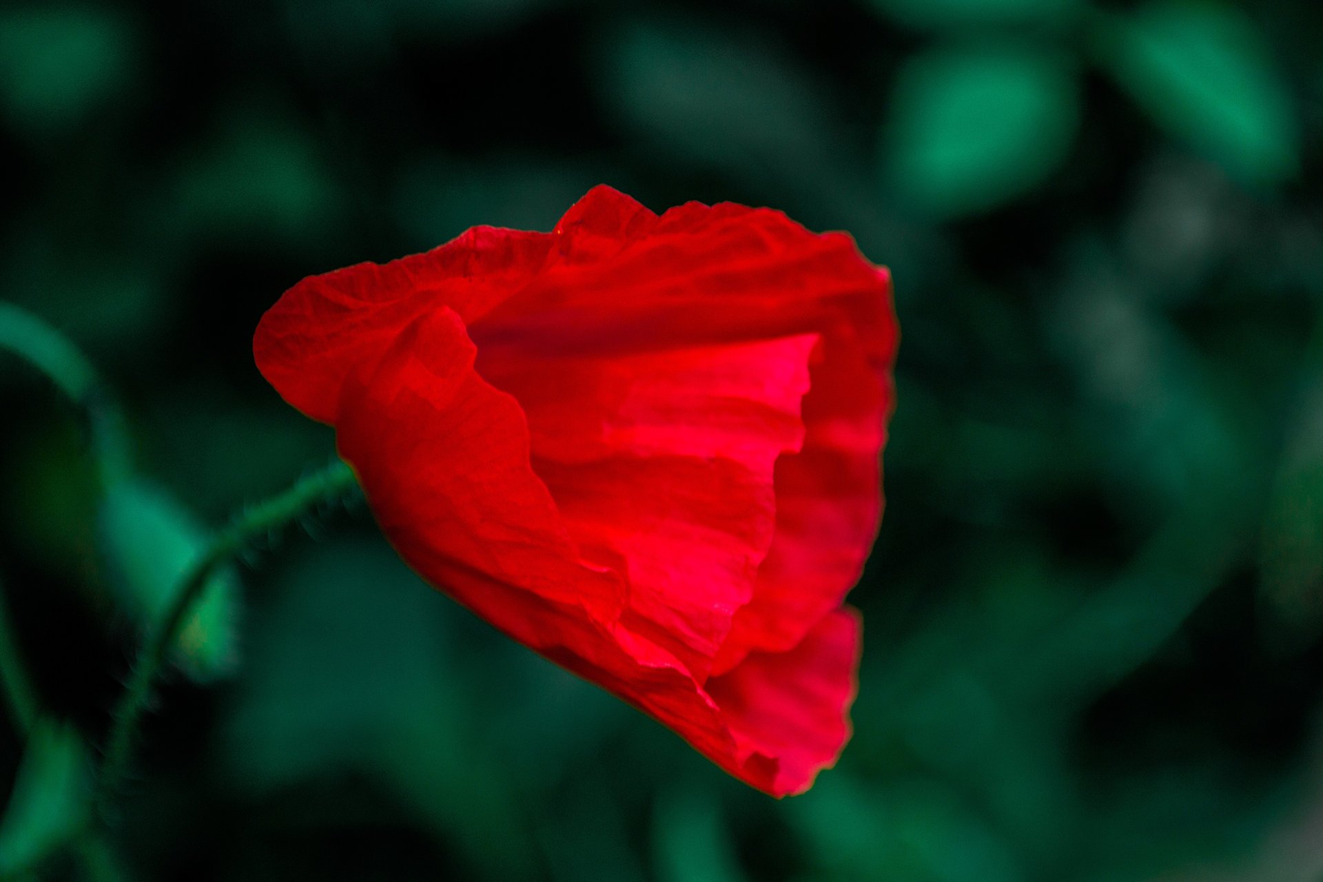 amapola flor verde rojo