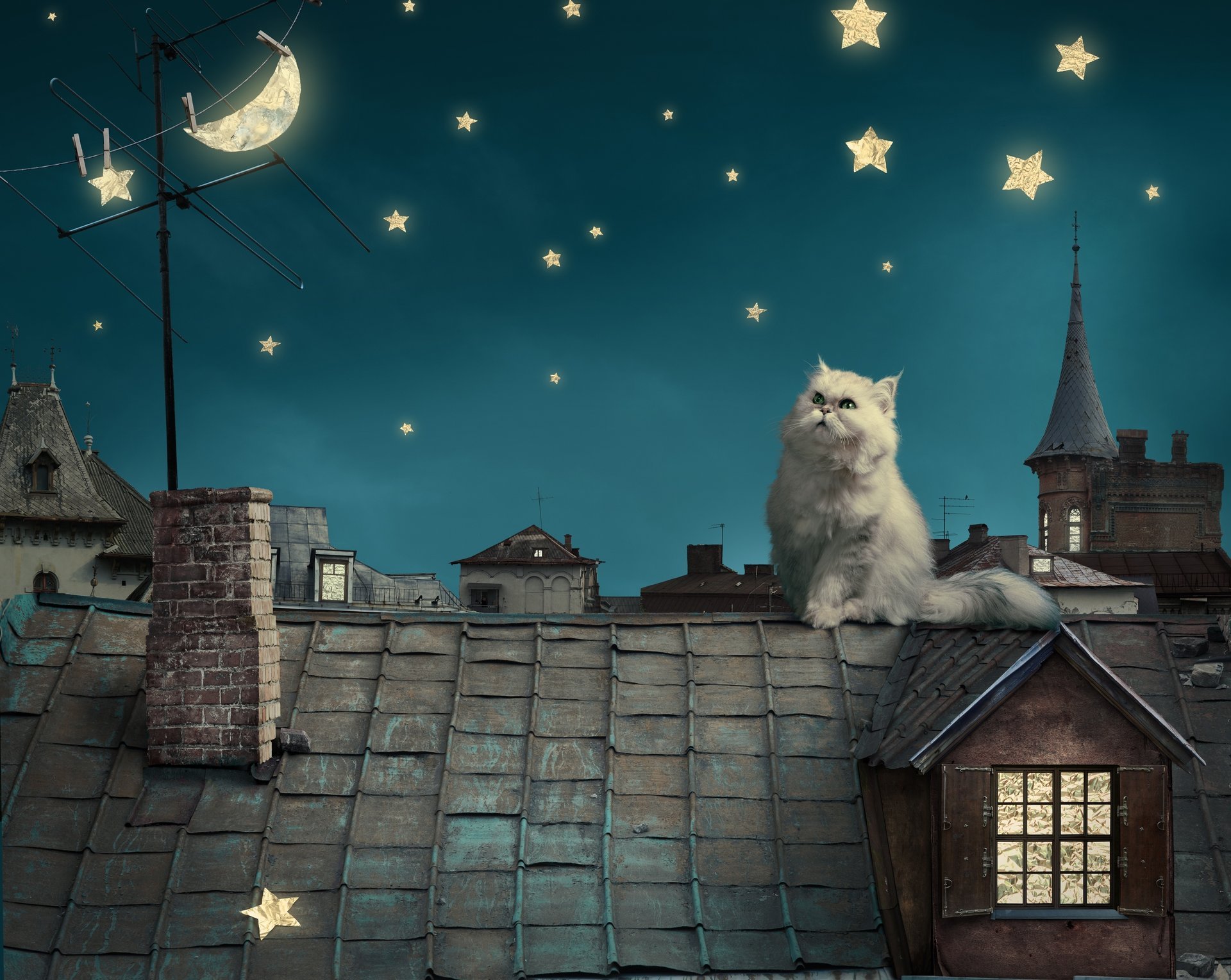 persian white cat sky kitten fairytale stars house moon night fantasy roof