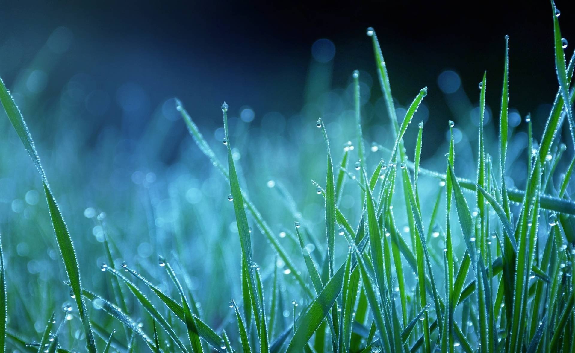 natur gras blau tau blau tropfen