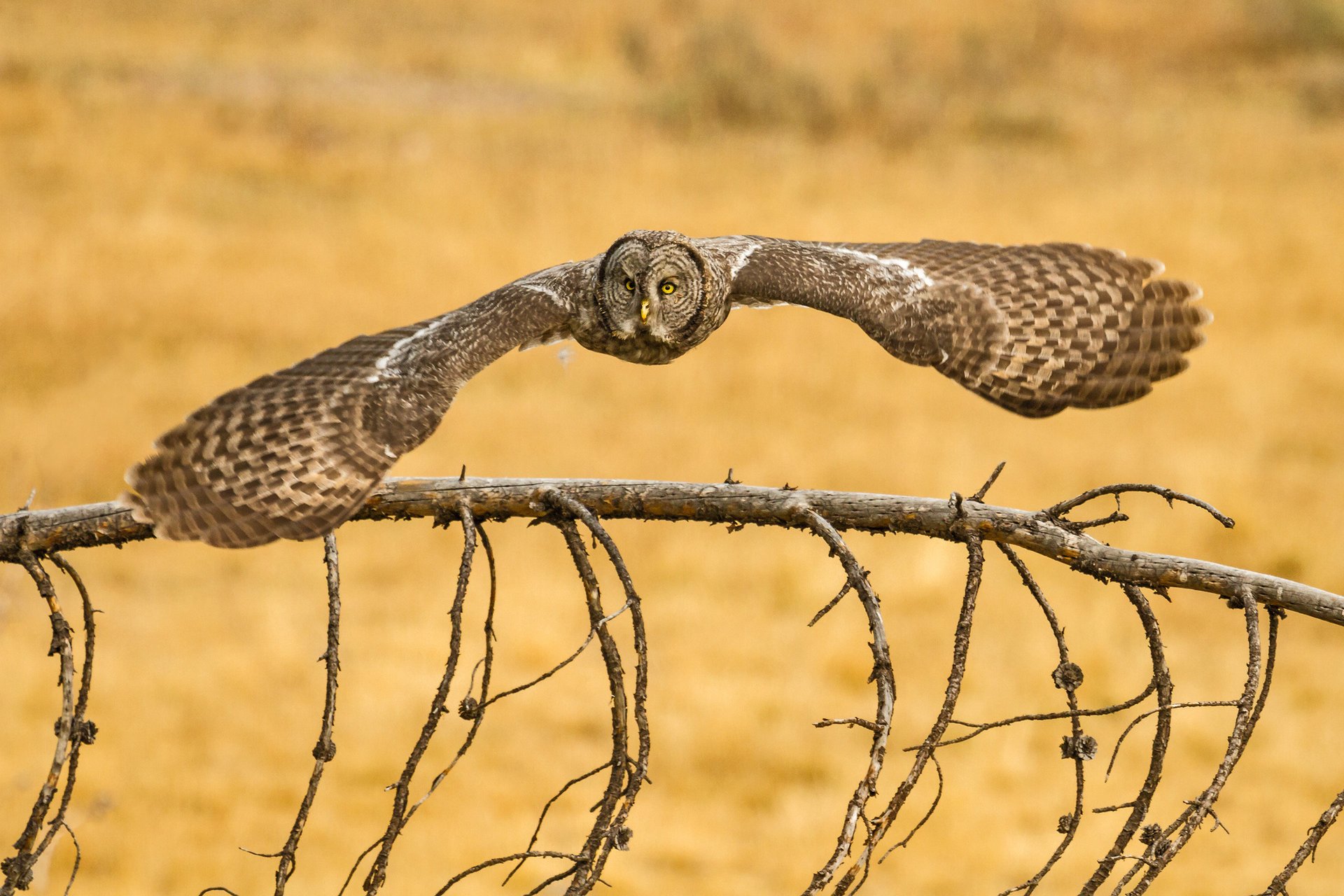 lapland owl great grey owl barbudo oscuro búho pájaro