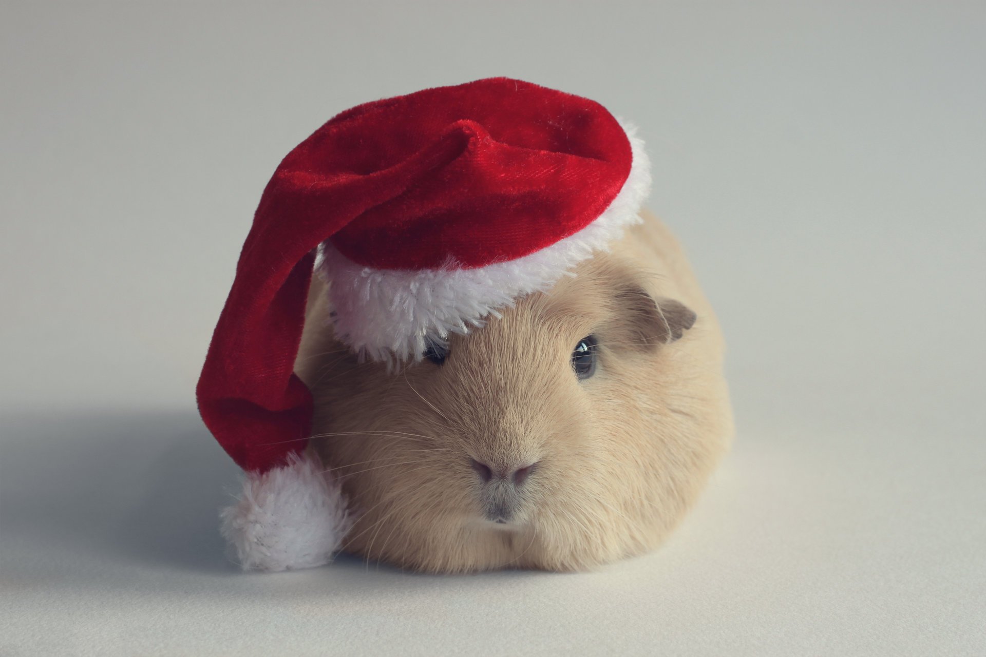 anta claus rodent guinea pig new year hat