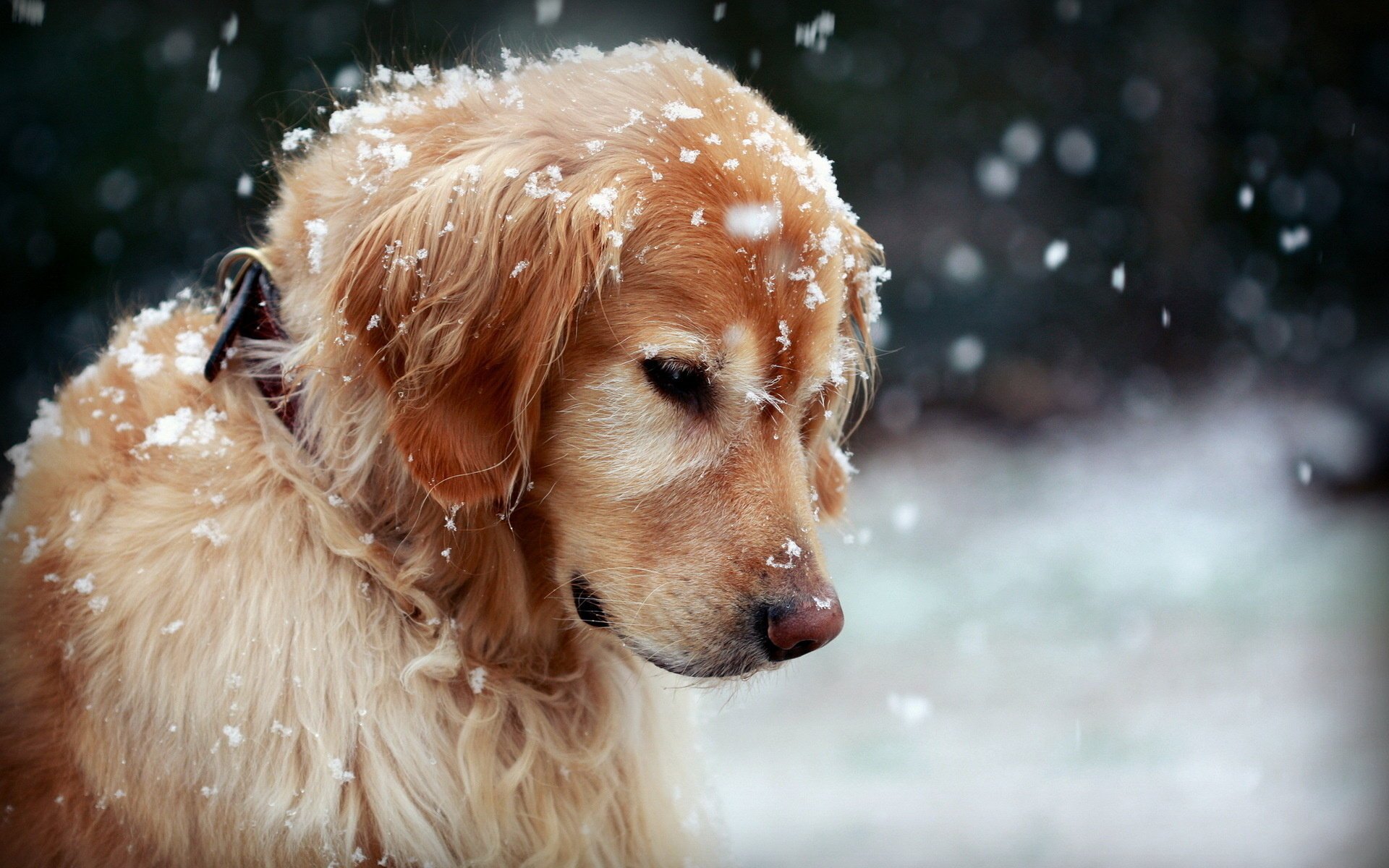 dog snow winter