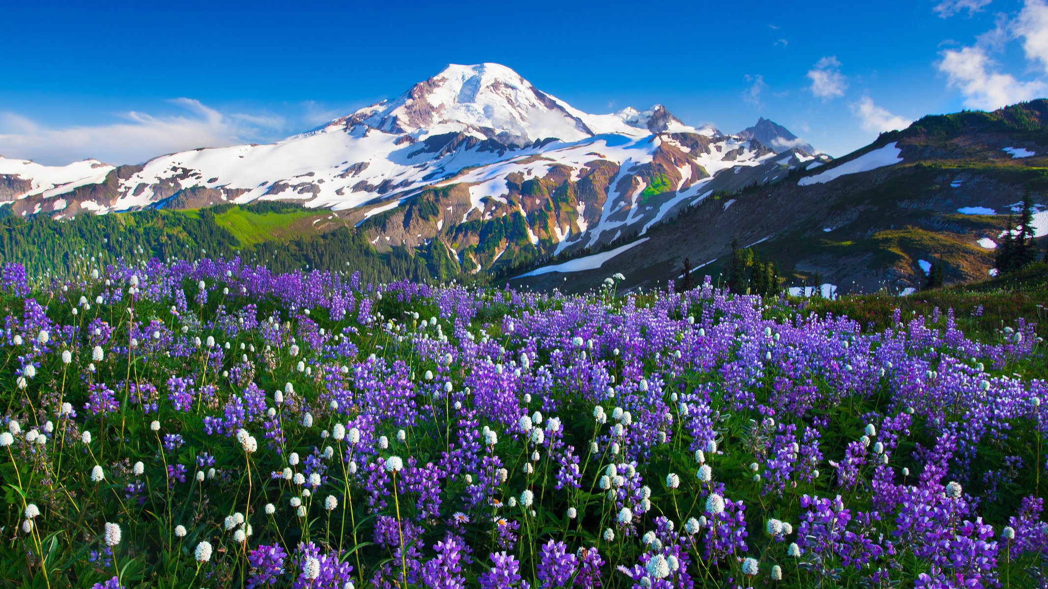 flowers mountains nature