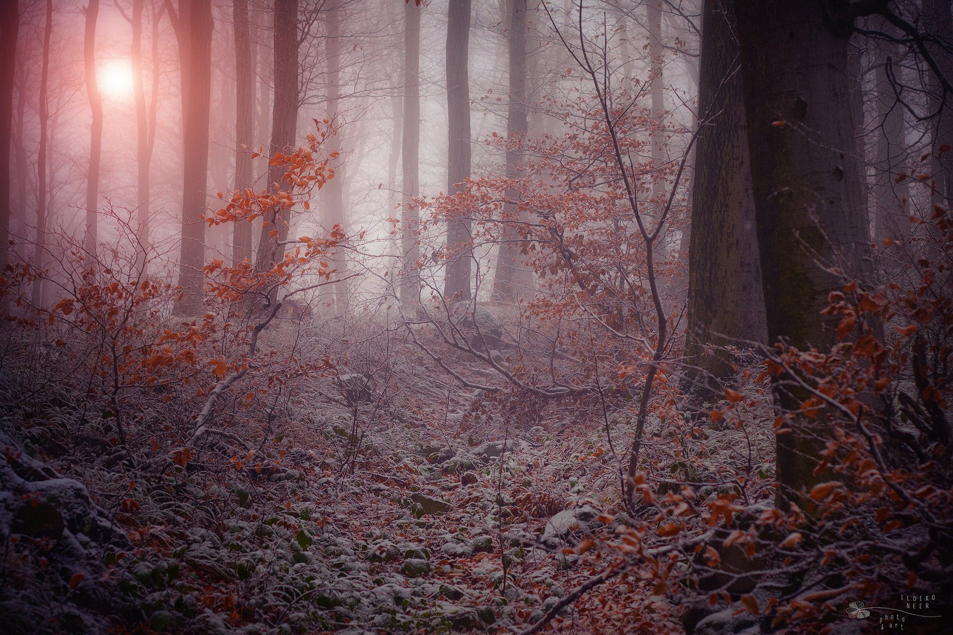 gloomy forest nature frost branches fog winter