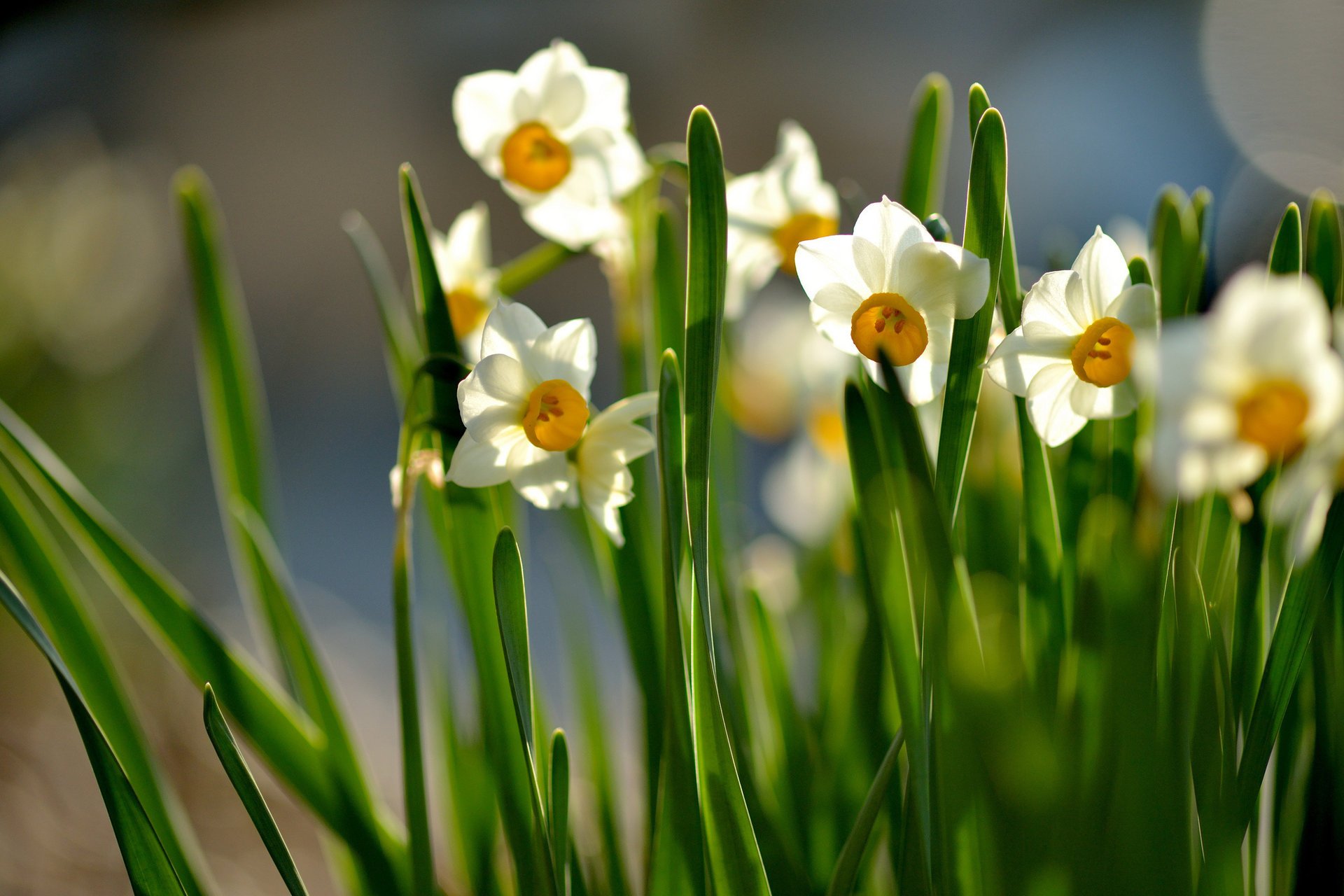 flores narcisos hojas floración primavera soleado