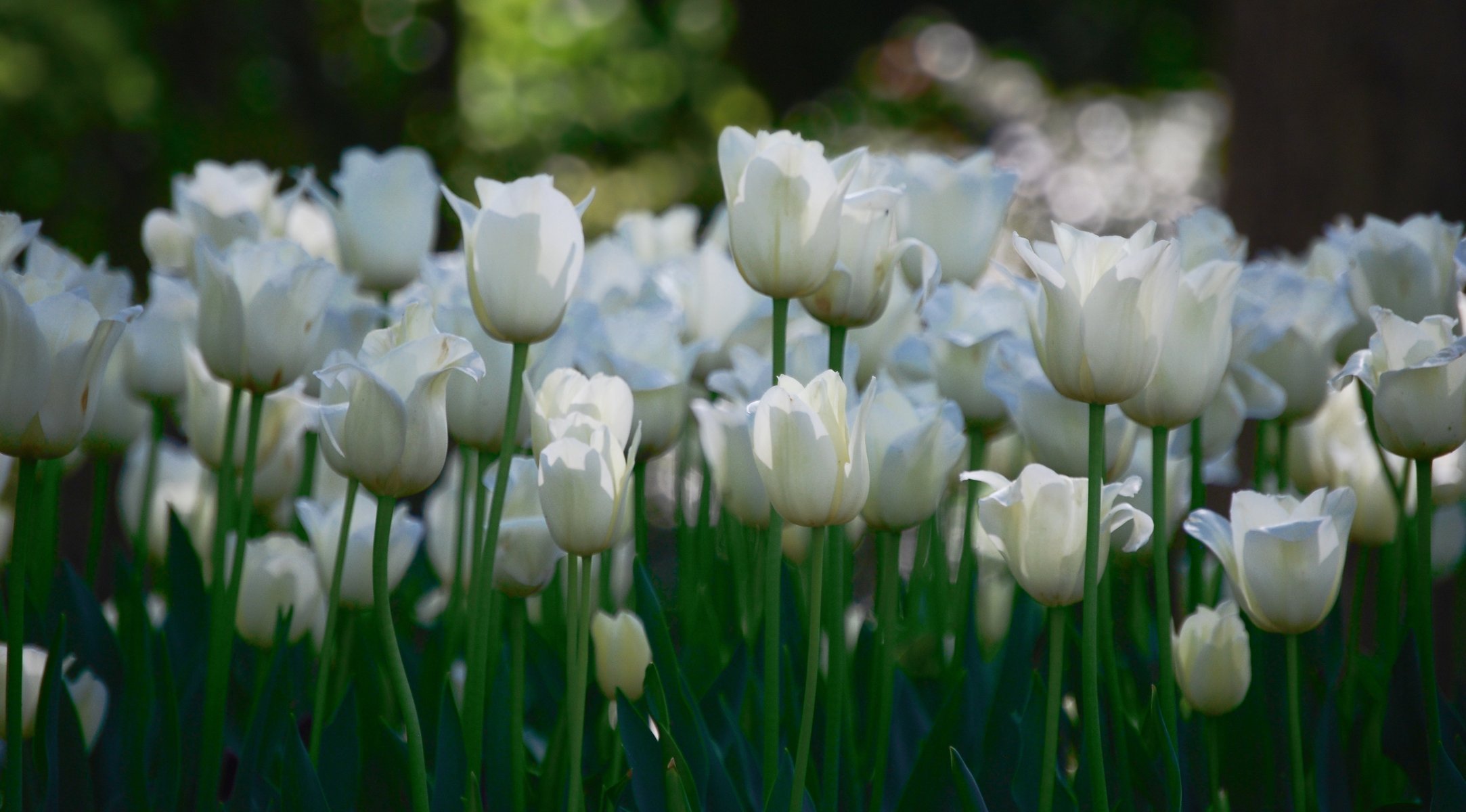 białe kwiaty tulipany dużo