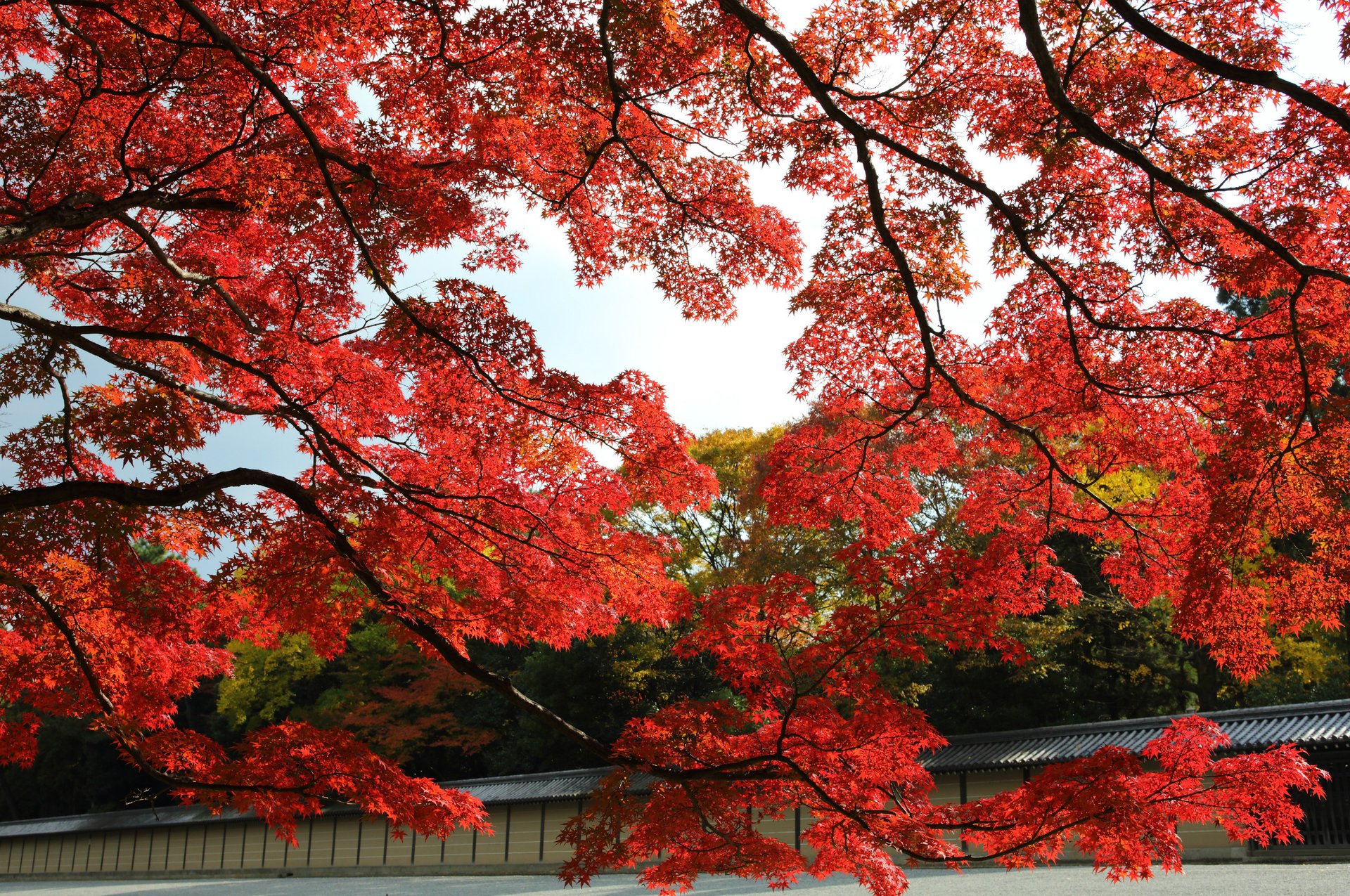 kioto drzewa klon japonia czerwony jesień park ogród