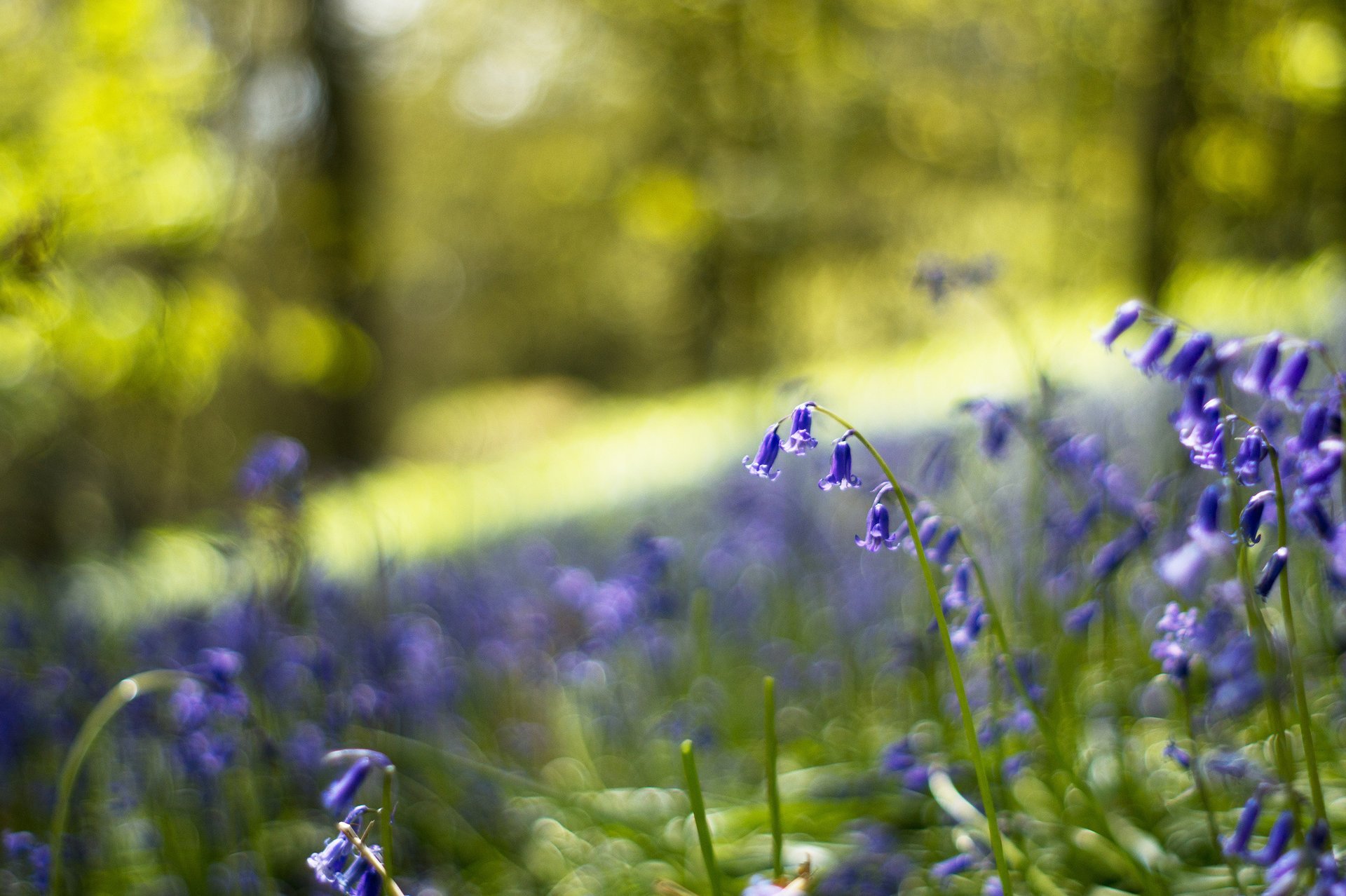 fleurs cloches lilas bleu clairière forêt