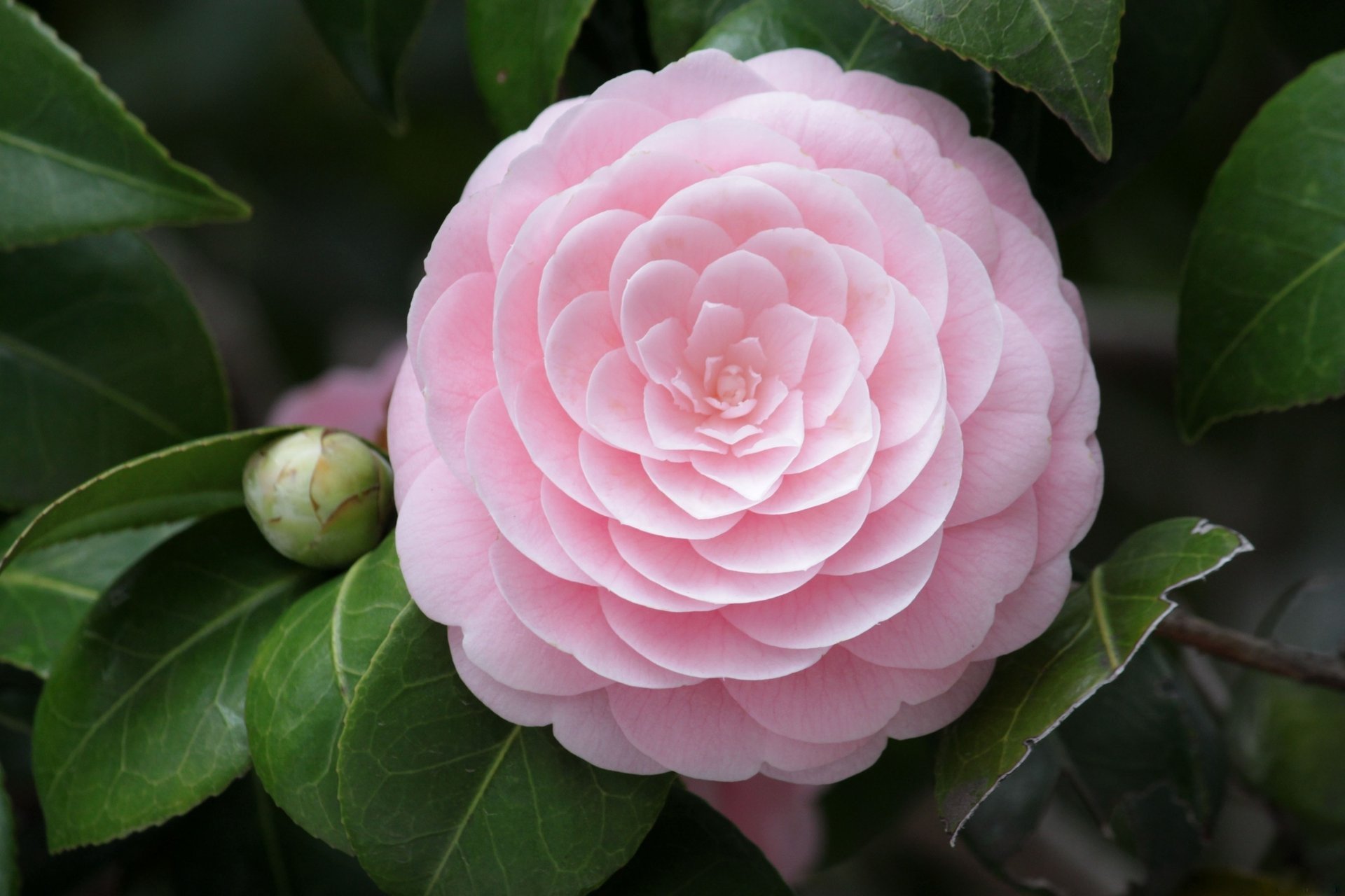 blume blütenblätter rosa makro kamelie