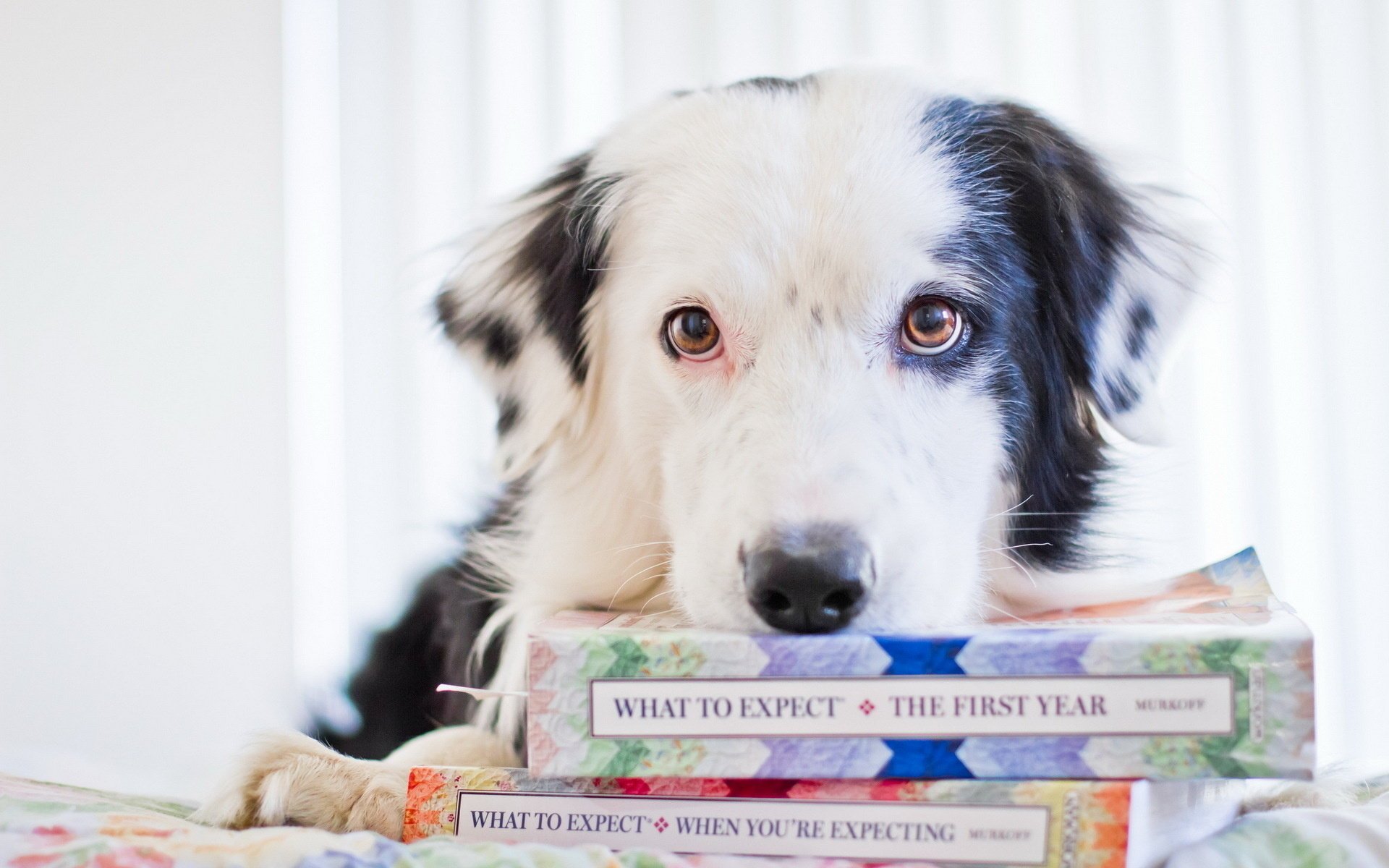 perro libros mirada